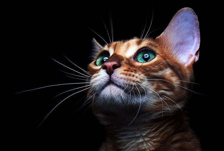 Servicios de Fotógrafos para Gatos en Orlando