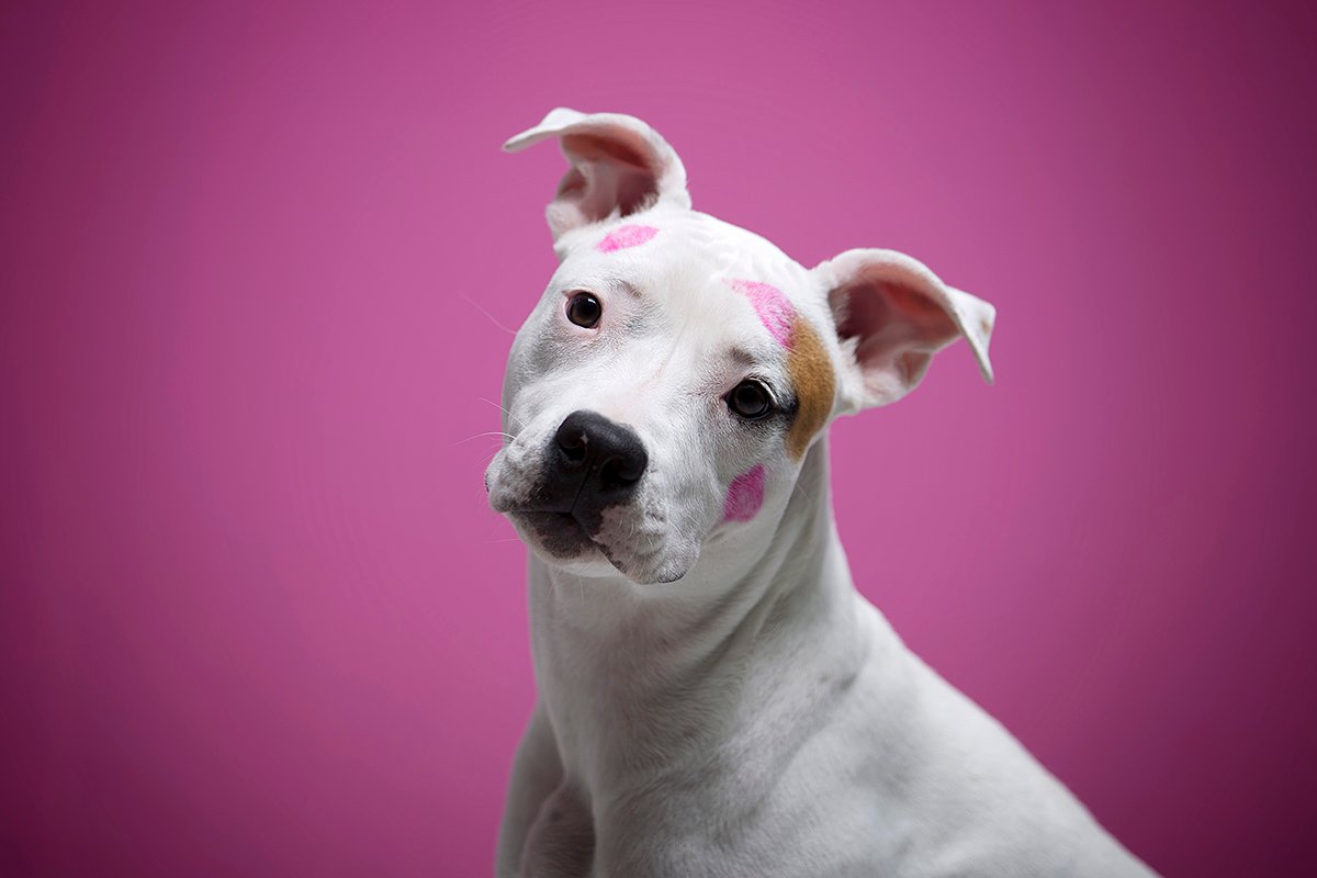 Fotógrafo Profesional para Perros en Orlando