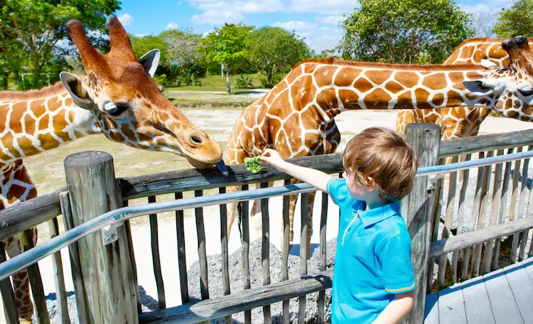 Zoológicos para Visitar en Orlando