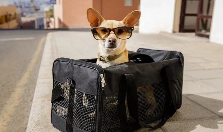 Planifica un viaje perfecto con tus mascotas en Orlando